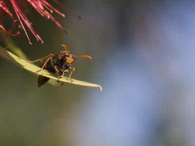 paper wasp