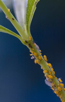 aphids