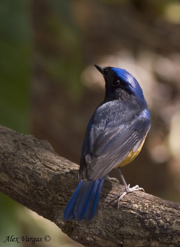 Rufous-bellied Niltava -- male - 2009 - 3