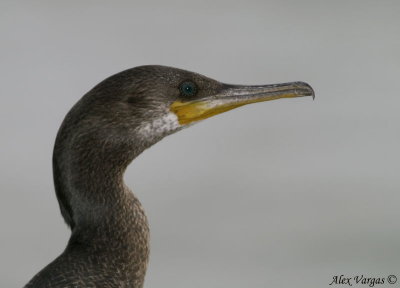 Indian Cormorant - non breed - portrait -- 2008