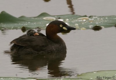 Little Grebe -- sp 143