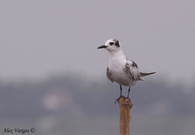 White-winged Tern - non breeding -- sp 181