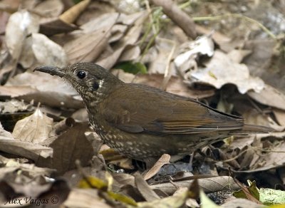 Dark-sided Thrush - sp 211