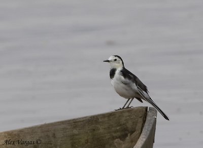 White Wagtail - leucopsis -- sp 33