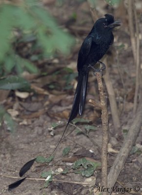 Greater Racket-tailed Drongo -- 2009 - full adult rackets