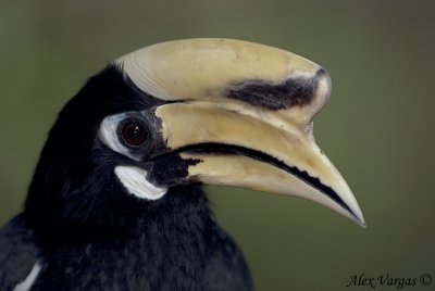 Oriental Pied Hornbill -- sp 118