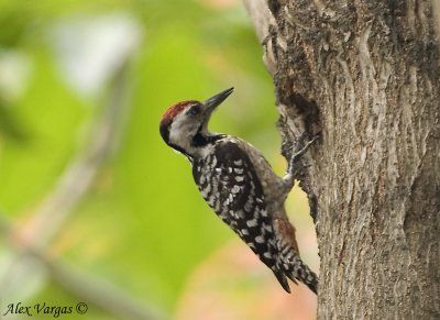 Fulvous-breasted Woodpecker -- sp 224