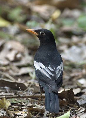 Grey-winged Blackbird- male  -- sp 210