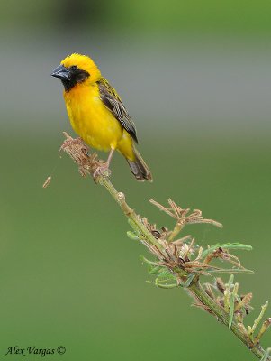 Asian Golden Weaver -- male - 2010