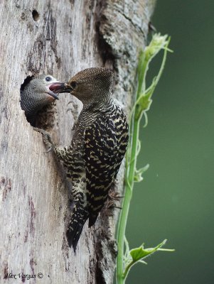 Buff-rumped Woodpecker - sp 235