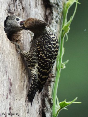 Buff-rumped Woodpecker - sp 235