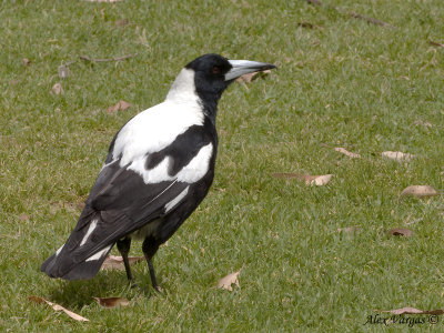 Australian Magpie