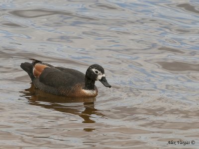 Australian Shelduck - female 3