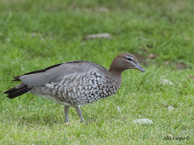 Australian Wood Duck - female