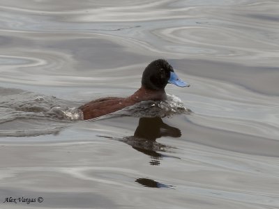 Blue-billed Duck 2