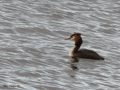 Great-crested Grebe