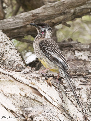 Red Wattlebird 2