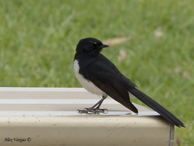 Willie Wagtail