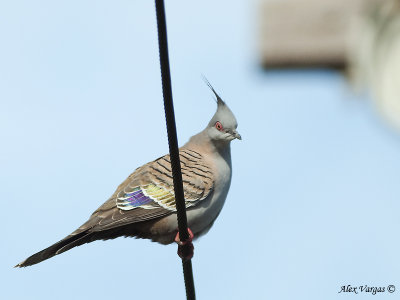 Crested Pigeon - Wing Colors!