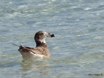 Pacific Gull - juvenile 1