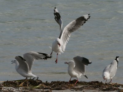 Silver Gull - disagreement