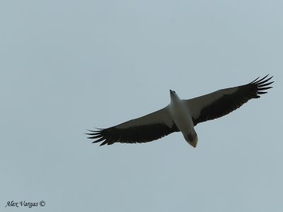 White-bellied Sea-Eagle 1