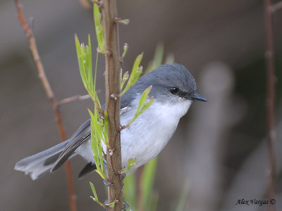 White-breasted Robin