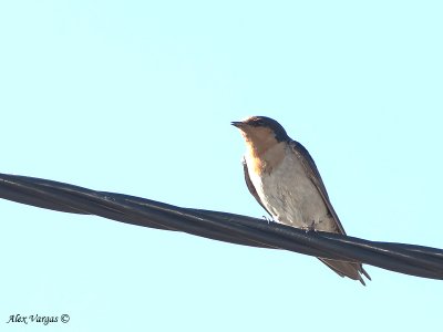 Welcome Swallow 1