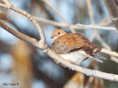 Laughing Turtle-Dove