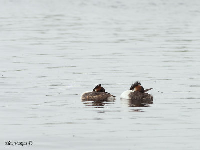 Great-crested Grebe 3