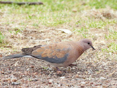 Laughing Turtle Dove