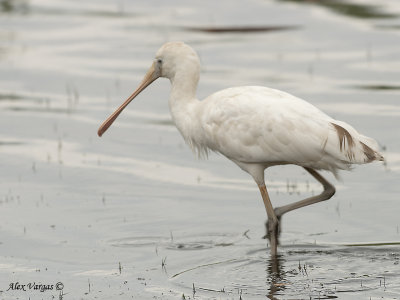 Yellow-billed Spoonbill 4