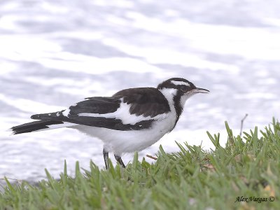 Magpie-lark - juvenile