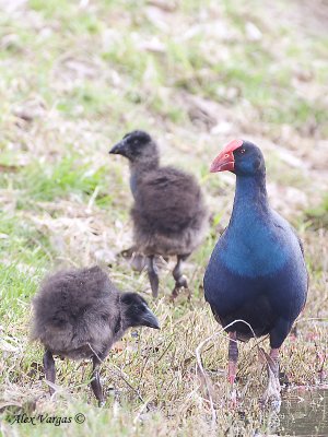 Purple Swamphen with chicks