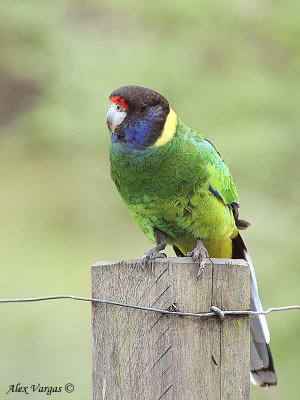 Australian Ringneck