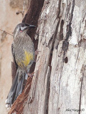 Red Wattlebird 2