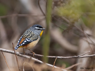 Spoted Pardalote