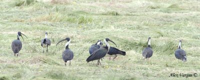 Straw-necked Ibis 3