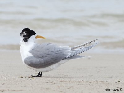 Crested Tern 3