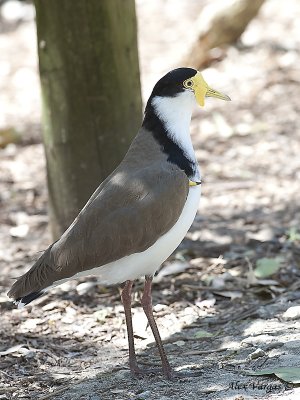 Masked Lapwing 2