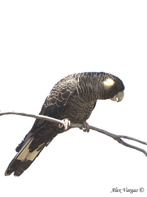 Carnabys Black Cockatoo - female 2