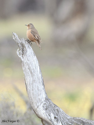 Rufous Treecreeper 2