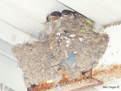 Welcome Swallow - nest 1