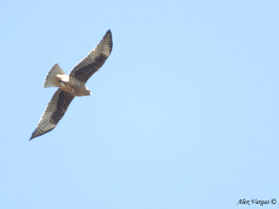 Square-tailed Kite