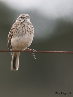 Australian Pipit 3