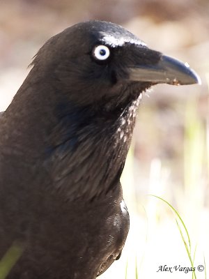 Australian Raven - portrait