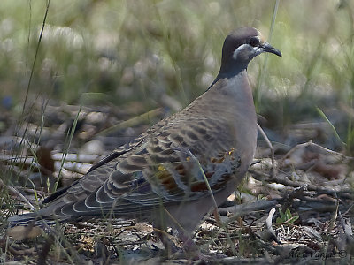 Common Bronzewing