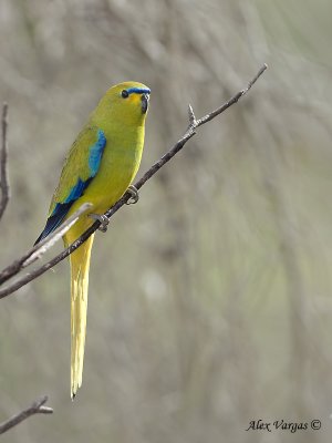 Elegant Parrot 9