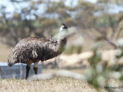 Emu 3