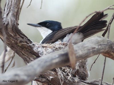 Restless Flycatcher - nesting